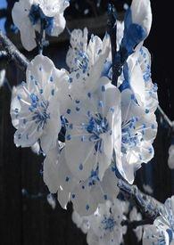 春秋航空启动空嫂招聘计划